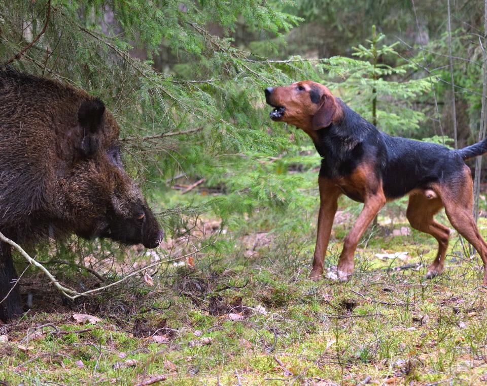 Chien avec sanglier